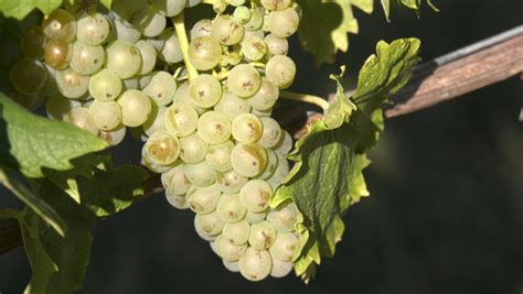 Fotografia: Strapec odrody Premenenia