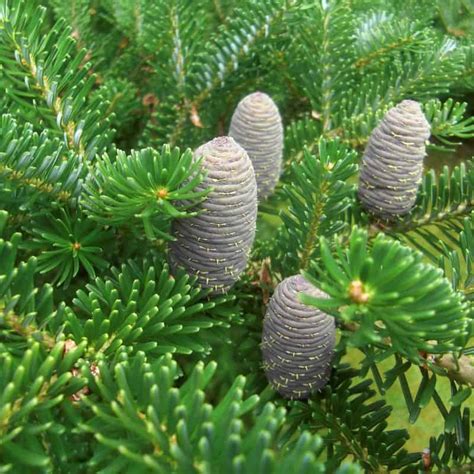 Schéma vedeckej klasifikácie rodu Abies