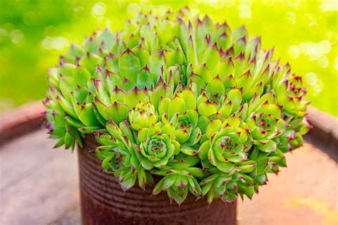 galéria rôznych druhov a odrôd skalných ruží