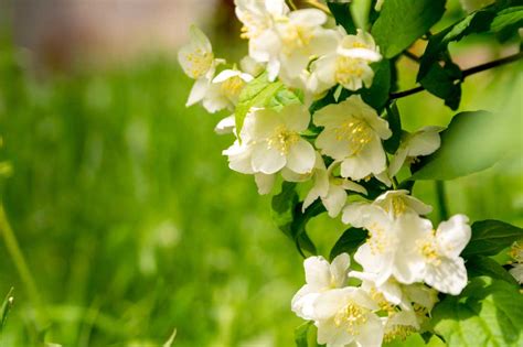 kvitnúci krík pajazmín v záhrade