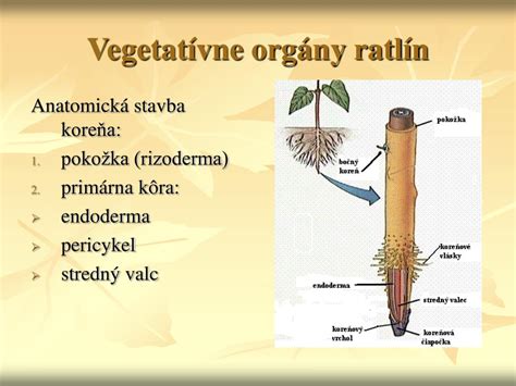 Schéma znázorňujúca vegetatívne orgány rastlín (koreň, stonka, list) a spôsoby ich využitia na rozmnožovanie