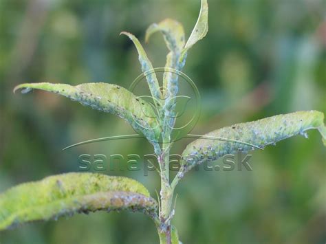 Kolónia vošiek na spodnej strane listu slivky