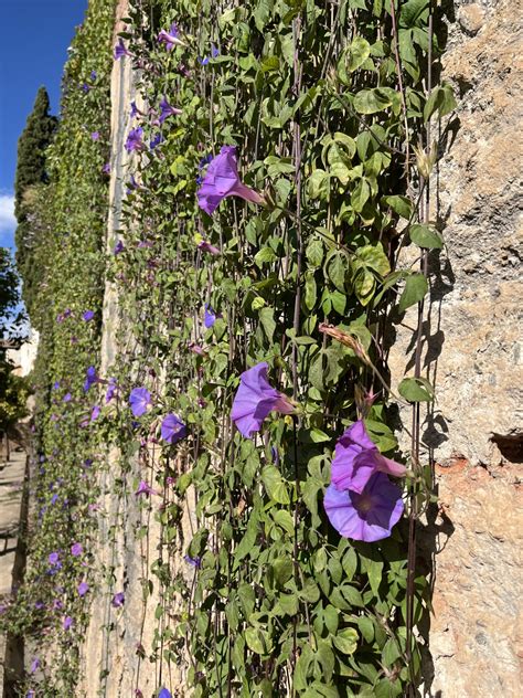 Schéma popínavej rastliny povojník na pergole a detail kvetu