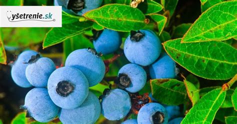 rastlina čučoriedky s plodmi