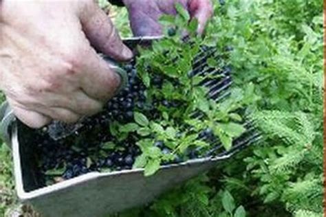 ručné zbieranie zrelých čučoriedok