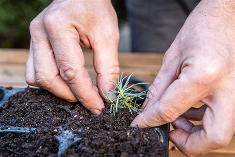 Ukážka zasadenia kobercových rastlín do substrátu s využitím pinzety