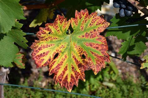 infografika o príznakoch chlorózy a nedostatku horčíka u viniča