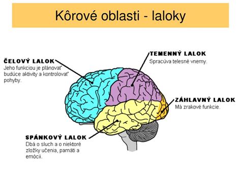 Infografika zobrazujúca funkčné laloky a asociačné oblasti ľudského mozgu.