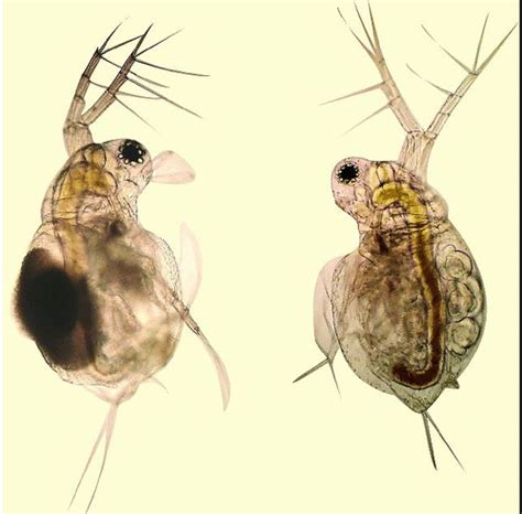 Ilustrácia rôznych druhov perloočiek (Daphnia, Moina)