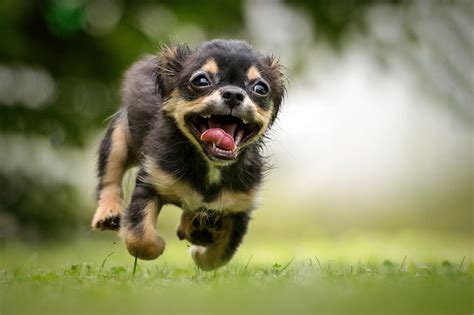 Ilustračná fotografia psa a mačky pri čistení koberca.