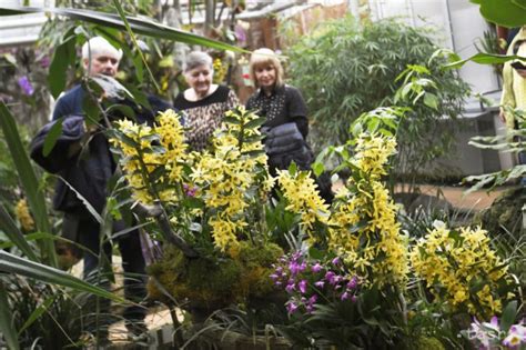 Tematické foto: zbierka rôznych druhov orchideí v interiéri