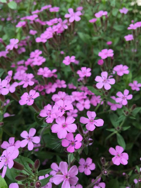 Mydlica bazalkovitá s množstvom kvetov