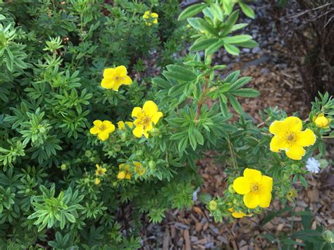 Tarička s drobnými žltými kvetmi