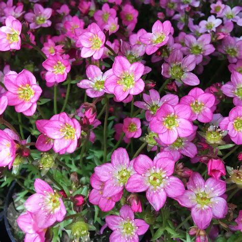 Skalnica s typickými ružicovitými listami