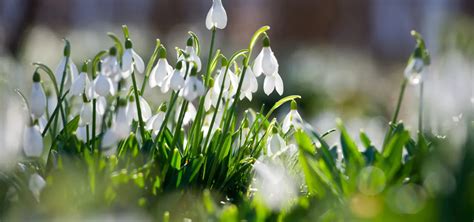 Snežienky kvitnúce na jar v skalke