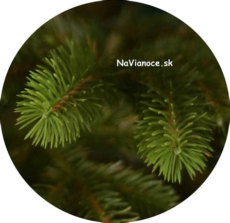 Detailná schéma 3D ihličia s prirodzeným sfarbením a mladými výhonkami