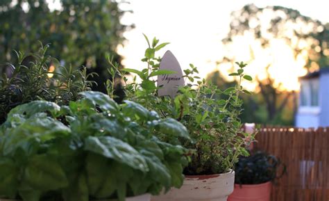 Tematické foto byliniek v záhrade