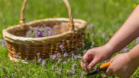 Zber a sušenie byliniek