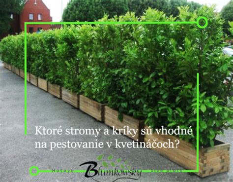 Semená vistérie v strukoch a proces výsevu do kvetináčov.
