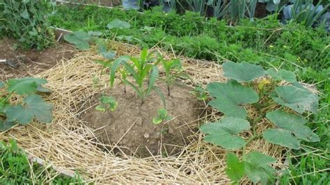 Ilustrácia troch sestier: kukurica, fazuľa a tekvica v záhone