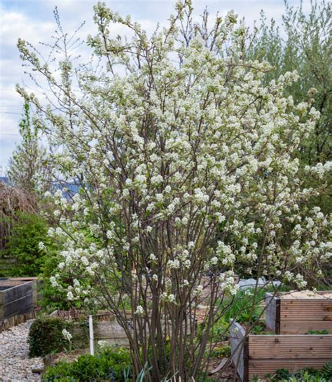 Muchovník (Amelanchier) v plnom kvete počas jarnej sezóny