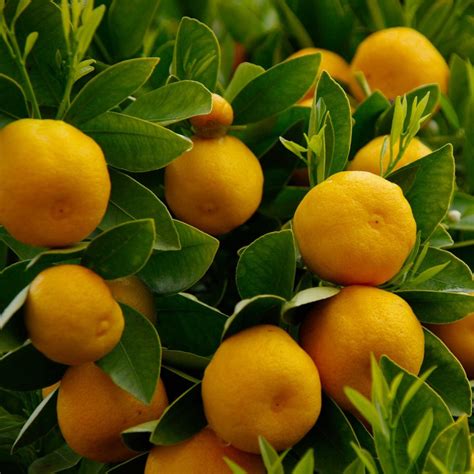 Schéma botanickej klasifikácie a anatómie stromu Citrus sinensis