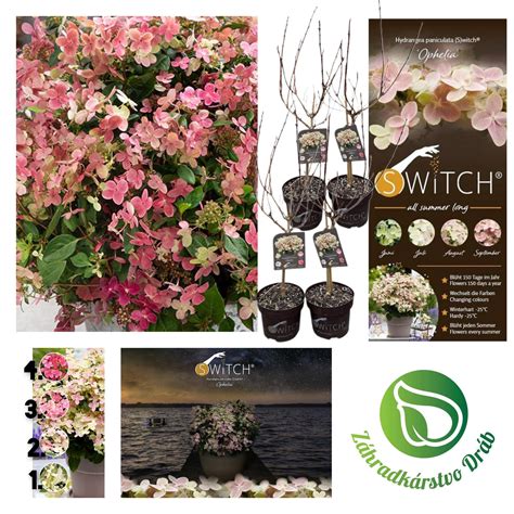 Ilustrácia znázorňujúca rôzne spôsoby izolácie kvetináčov s čučoriedkami na zimu.