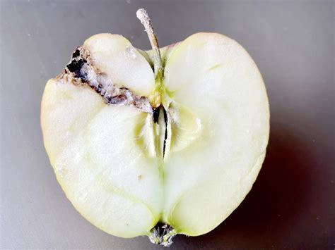 Detailná fotografia dospelého obaľovača jablčného s popisom krídel