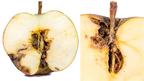Fotografia jablka poškodeného obaľovačom jablčným s viditeľnou chodbičkou a trusom