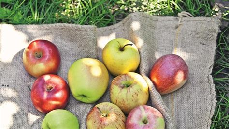 Ilustrácia feromónového lapača v jablkovom sade