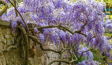 Detail kvetov Wisteria frutescens v levanduľovo fialových odtieňoch
