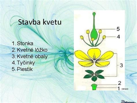 Infografika znázorňujúca anatómiu mäty: štvorcová stonka, zúbkované listy a kvetné trsy na vrcholoch stoniek