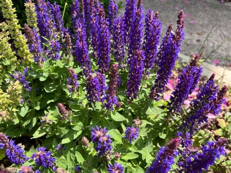 Porovnávacia tabuľka: Vhodné modré trvalky podľa svetelných nárokov a obdobia kvitnutia