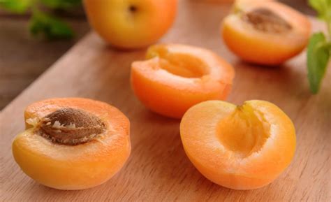 Schéma ideálnej výsadby marhule s označením miesta štepenia, oporného kola a tvaru koreňovej sústavy.