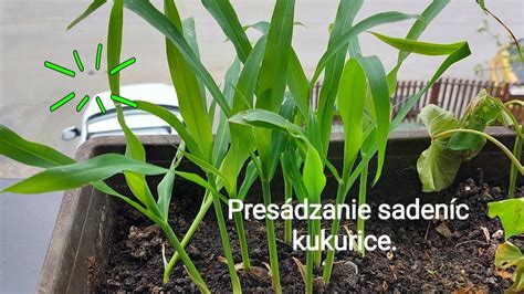 ilustrácia sadeníc kukurice