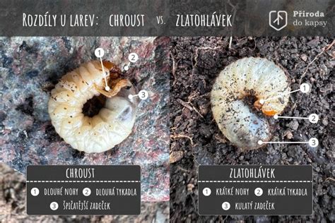 ilustračné foto: pôdny škodca, napríklad pandrava chrústa alebo drôtovec