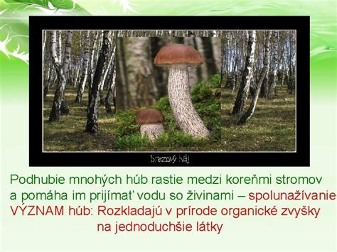Schéma mykorhízneho vzťahu medzi hubami a koreňmi stromov