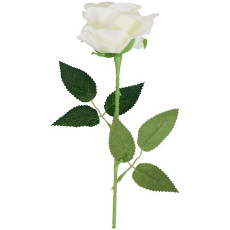 Botanická schéma divozelu veľkokvetého zobrazujúca prízemnú ružicu listov a vysokú kvitnúcu stonku