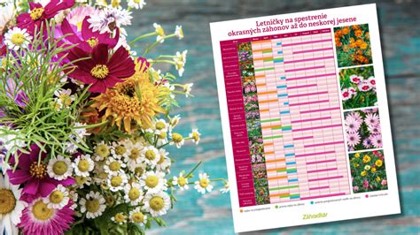 Názorné zobrazenie procesu pikírovania priesad letničiek.