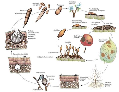 Schéma životného cyklu huby Venturia inaequalis: prezimovanie v lístí, uvoľňovanie askospór na jar a infekcia mladých pletív.