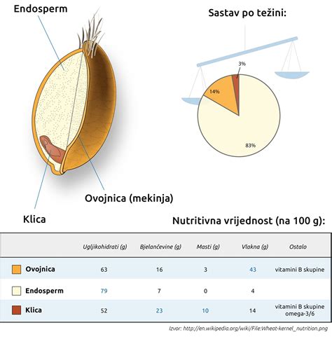 Schéma štruktúry zrna pšenice s označenými časťami (obal, endosperm, klíčok)