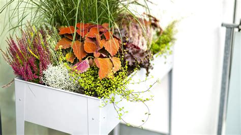 Grafické znázornenie rastliny zlato balkóna s detailmi listov a kvetov.