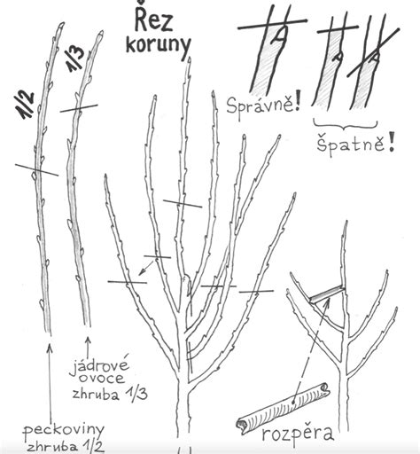 Schéma správneho uhla rezu a tvaru koruny stromu
