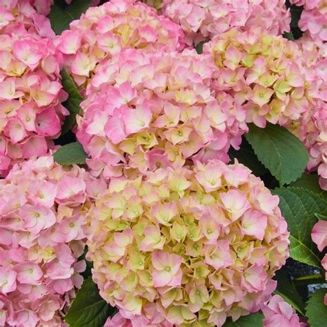 Bohato kvitnúca hortenzia s veľkými kvetmi v záhrade