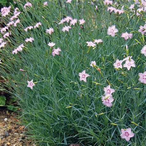 ilustrácia rôznych druhov klinčekov (Dianthus) s popiskami