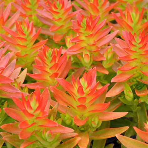 Detailný záber na ružicovité listy Crassula capitella 'Campfire' s výrazným oranžovo-červeným sfarbením.