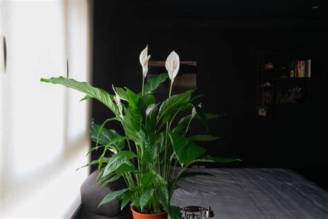 Tematické foto: Lopatkovec v interiéri