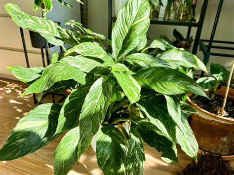 Lopatkovec a rozprašovač vody pre zvýšenie vlhkosti