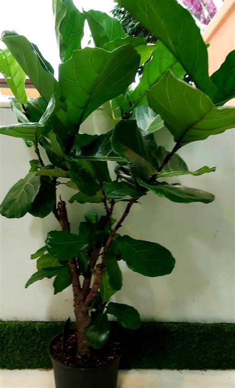 fotografia fikusu benjamín alebo ficus lyrata