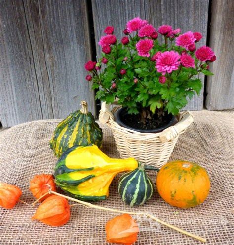 Ilustrácia zazimovania chryzantém čečinou